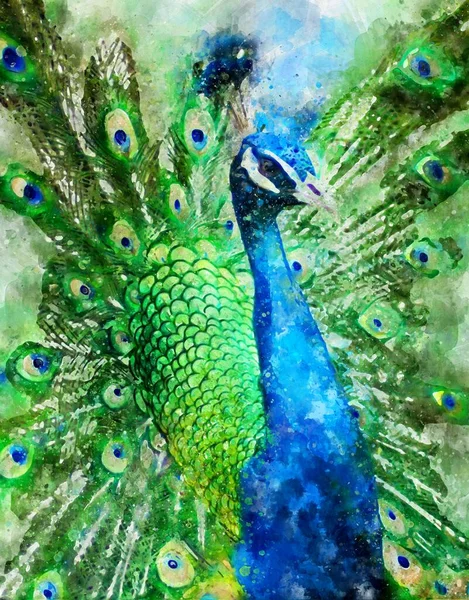 Watercolour Painting Blue Indian Peafowl Pavo Cristatus Stock Photo