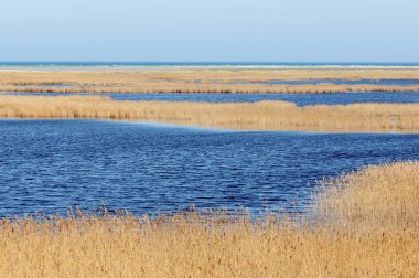Darss Yarımadası'nın Baltık Denizi sahilinde Darsser Ort