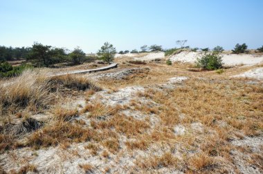 Darss Yarımadası'nın Baltık Denizi sahilinde Darsser Ort