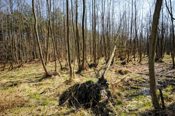 Bažiny v lese na mysu Darßer Ort — Stock fotografie