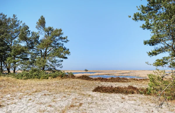 Darsser Ort Ostseestrand Auf Der Halbinsel Darss Mit Typischer Dünenlandschaft — Stockfoto