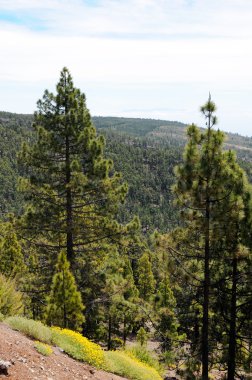 el teide Milli Parkı (Tenerife)