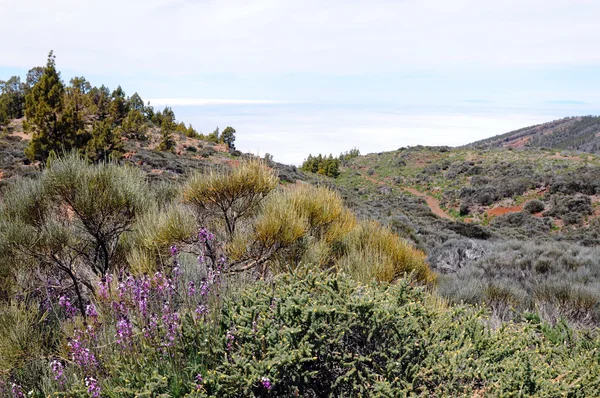 Landskap på Teide National Park (Tenerife) — Stockfoto