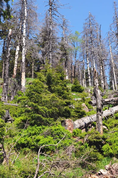 Bosque de montaña Harz —  Fotos de Stock