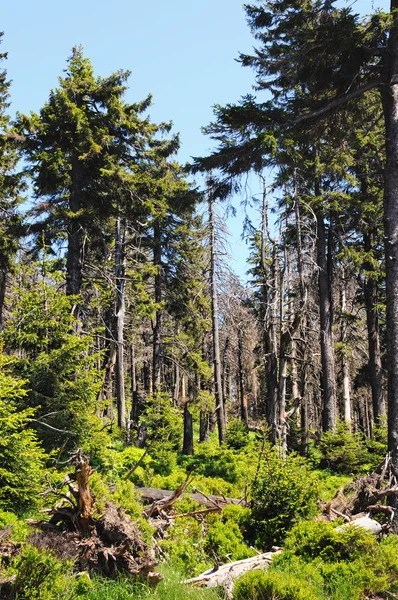 Bosque de montaña Harz —  Fotos de Stock