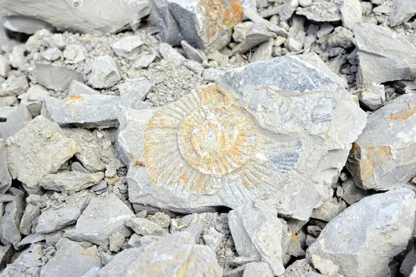 Fossile di ammonite nella roccia calcarea — Foto Stock