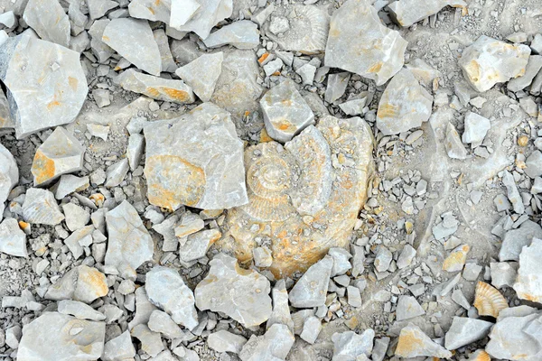 Fóssil de amonita em rocha calcária — Fotografia de Stock
