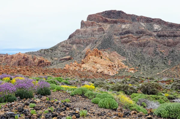 Panelhöna växer på del Teide National Park — Stockfoto