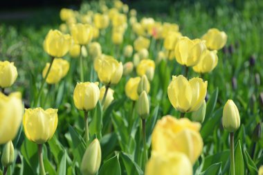 Sarı laleler flowerbed bahar