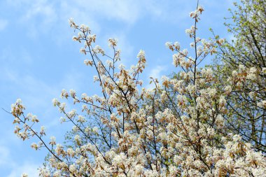 white amelanchier bush in springtime clipart