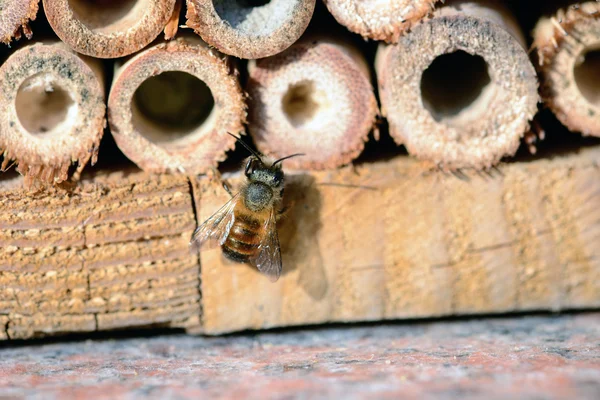 Wild bee in insect shelter — Stock Photo, Image