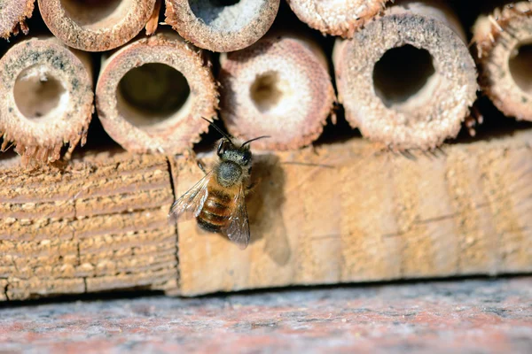 Abeille sauvage dans un abri d'insectes — Photo