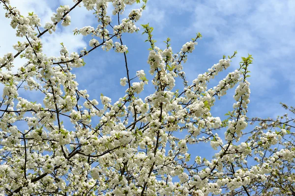 Cherry Blossom Springtime — Stock Photo, Image
