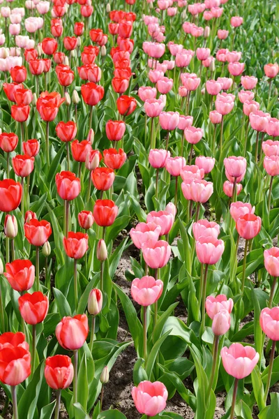 Tulipas canteiro de flores na primavera — Fotografia de Stock