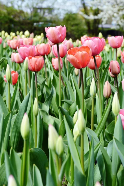 Tulipas canteiro de flores na primavera — Fotografia de Stock