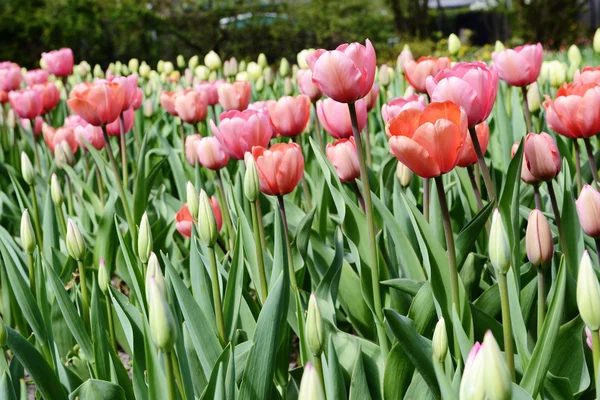 Tulips flowerbed in springtime — Stock Photo, Image