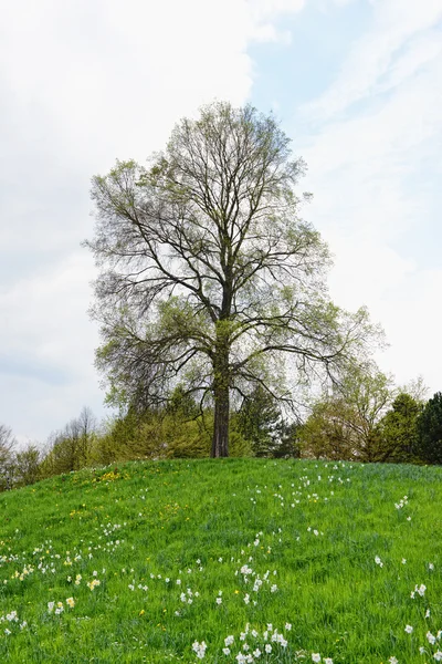 Hill with daffodils and lime tree in springtime — Stock Photo, Image