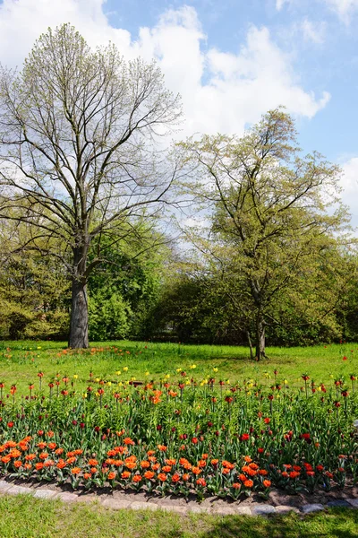 Parque en primavera con cama de tulipanes —  Fotos de Stock