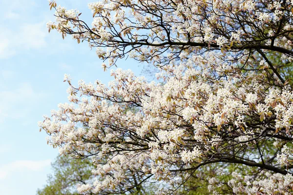 Amelanchier Bush Virágzik Más Néven Shadbush Shadwood Vagy Shadblow — Stock Fotó