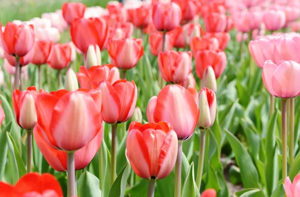 Pink tulip flowerbed — Stock Photo, Image