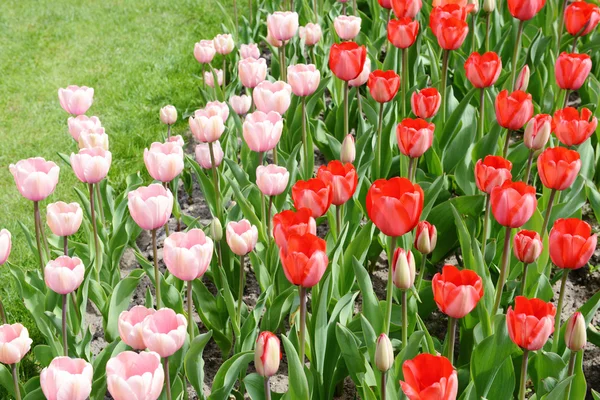 Canteiro de flores tulipa rosa — Fotografia de Stock