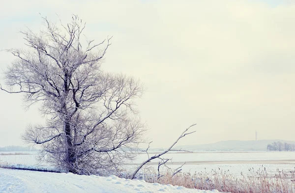 Zimní krajina na řece Havel (Německo). Havelland — Stock fotografie