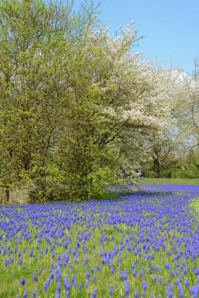 Park in with Grape Hyacinth in blossom and cherry tree. springti — Stock Photo, Image
