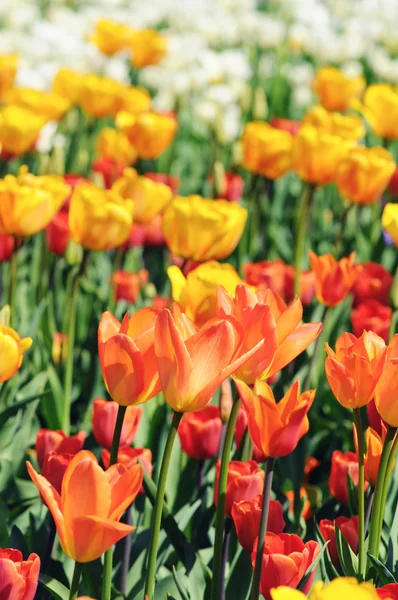 Orange tulips in flowerbed with back lit in springtime. — Stock Photo, Image