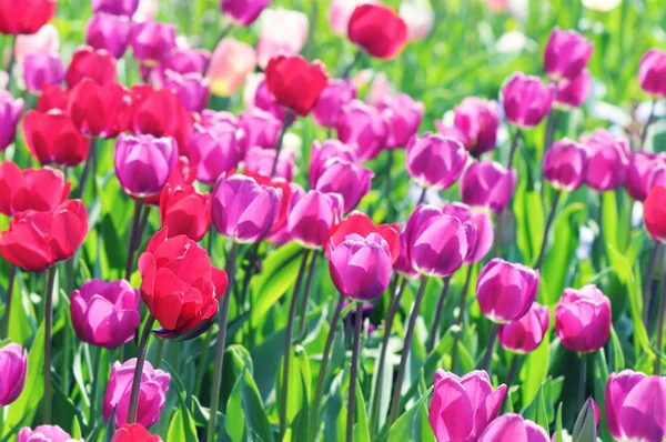 花坛里的粉色郁金香 — 图库照片