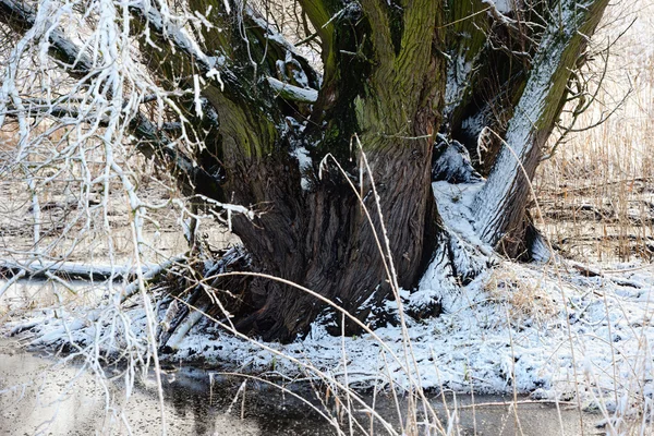 Baita di castoro in un salice in inverno — Foto Stock
