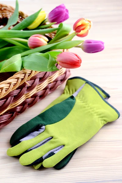 Basket with Bunch tulips and gardening gloves — Stock Photo, Image