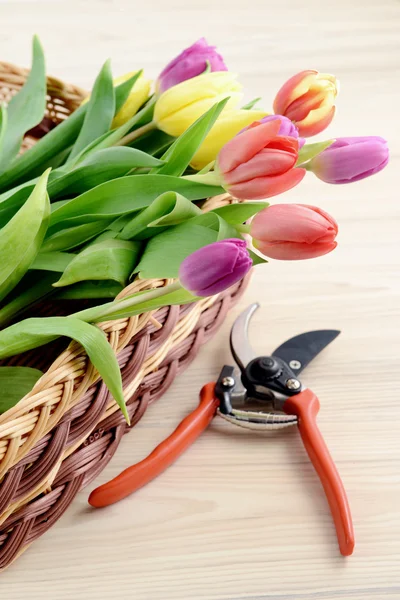 Gardening. tulips and garden shear on wooden background — Stock Photo, Image