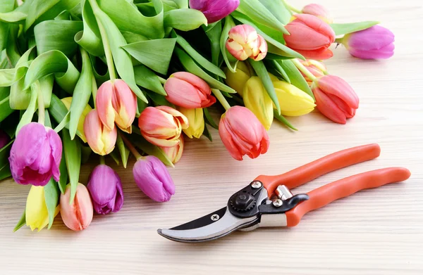 Gardening tulips and garden shear — Stock Photo, Image