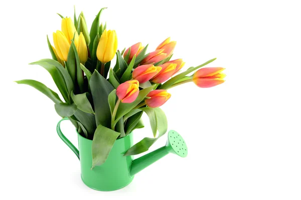 Yellow red tulips in water can vase with copy space — Stock Photo, Image