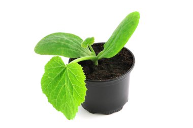 Fide kabak bitki çiçek pot