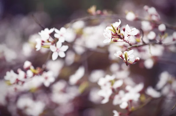 Plum Blossom Lágy Pasztell Színekkel Tavasszal Cross Feldolgozott — Stock Fotó