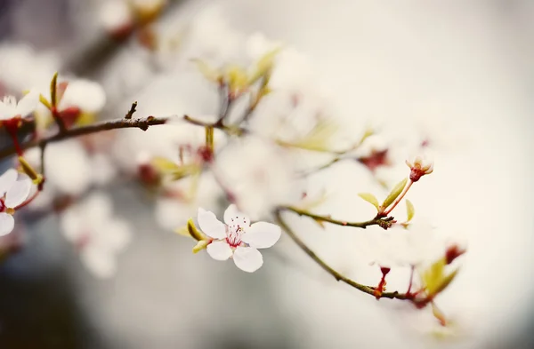 Plum Blossom Lágy Pasztell Színekkel Tavasszal Cross Feldolgozott — Stock Fotó