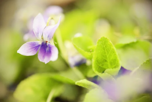 Měkký modrý viola květ — Stock fotografie