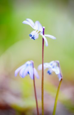scilla çiçeği bahar içinde yumuşak ayrıntıları. işlenmiş görüntü çapraz.