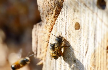 vahşi yalnız arı Osmia bicornis böcek Hotel çiftleşme. böcek