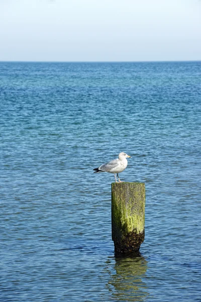 Морская чайка, сидящая на дровах у Балтийского моря — стоковое фото