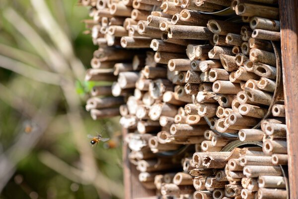 male Osmia bicornis  wild bees flying in front of insect shelter.