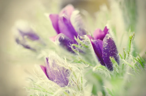 春のために、オキナグサの花の芽 — ストック写真