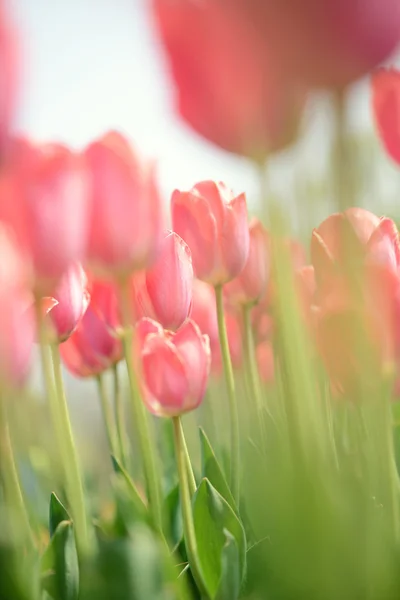 Tulipas Vermelhas Suaves Com Céu Fundo — Fotografia de Stock