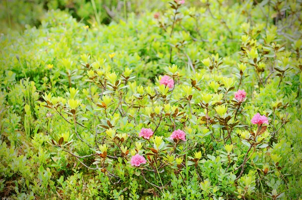 Rozsdás levelű alpenrose (rhododendron ferrugineum) — Stock Fotó