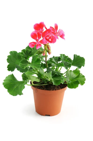 Krukväxt röd rosa Geranium på vit bakgrund — Stockfoto