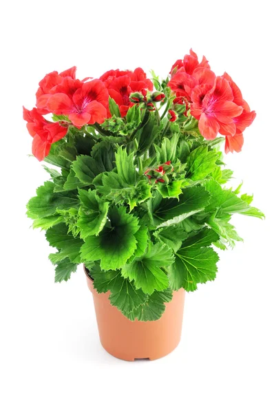 Isolierte Pelargonien (Preiselschnabel)) — Stockfoto