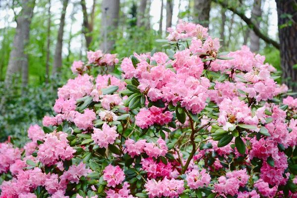 Różanecznik Różowy Parku — Zdjęcie stockowe