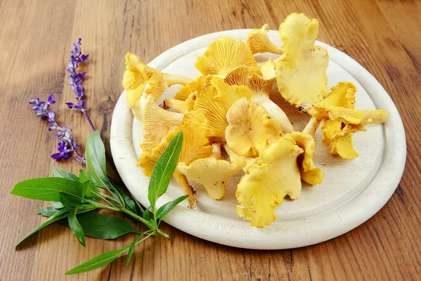 Золота лисичка гриби з квітками мудреця — стокове фото