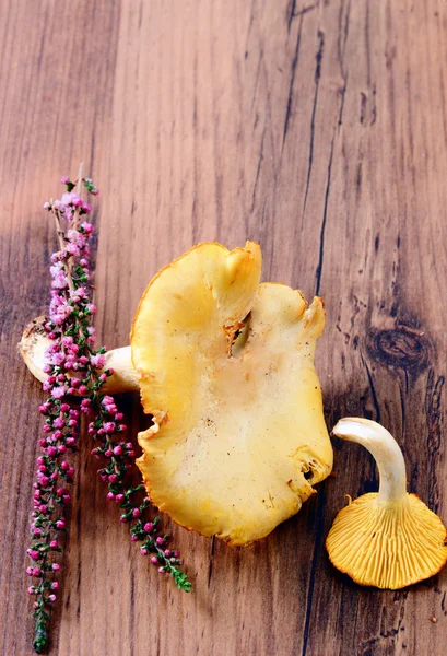 Золота лисичка гриби з ерикою (вітер ) — стокове фото